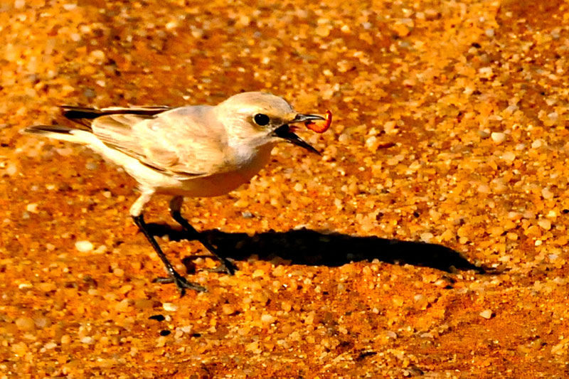 Namibia